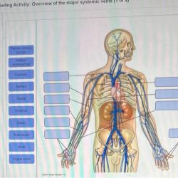 Veins peripheral size arm labeled matters comments