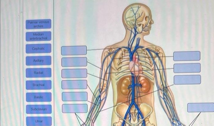 Veins peripheral size arm labeled matters comments