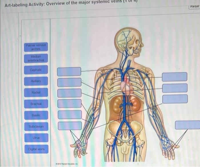 Veins peripheral size arm labeled matters comments