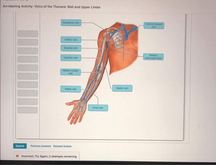 Art labeling activity veins of the forearm