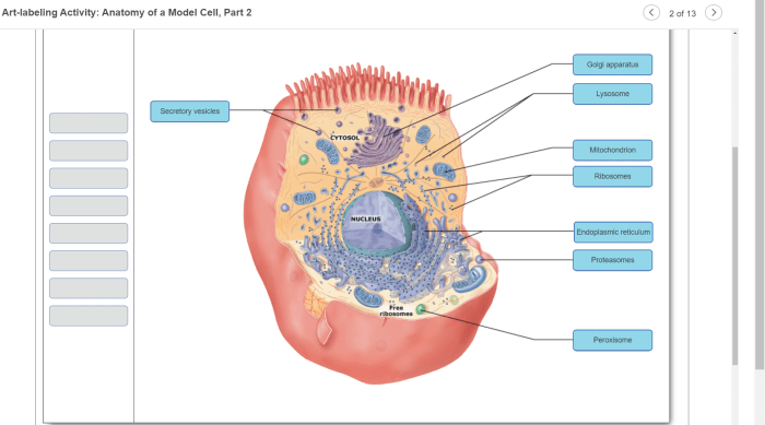 Art labeling activity veins of the forearm