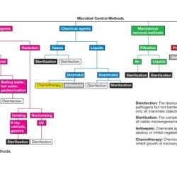 Microbial control methods that kill ______ are able to sterilize.