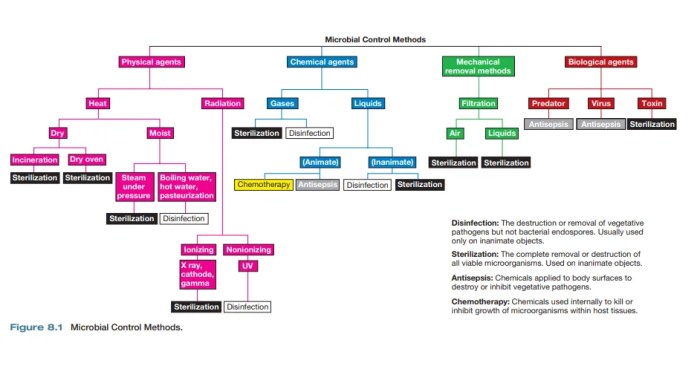 Microbial control methods that kill ______ are able to sterilize.