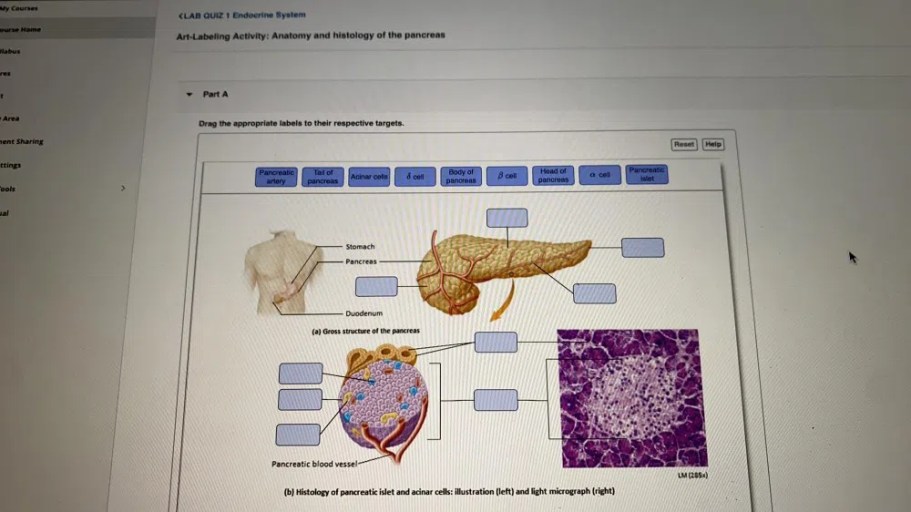 Art-labeling activity: anatomy and histology of the pancreas