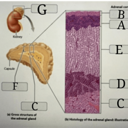 23 mastering chapter digestive system notecards easy easynotecards