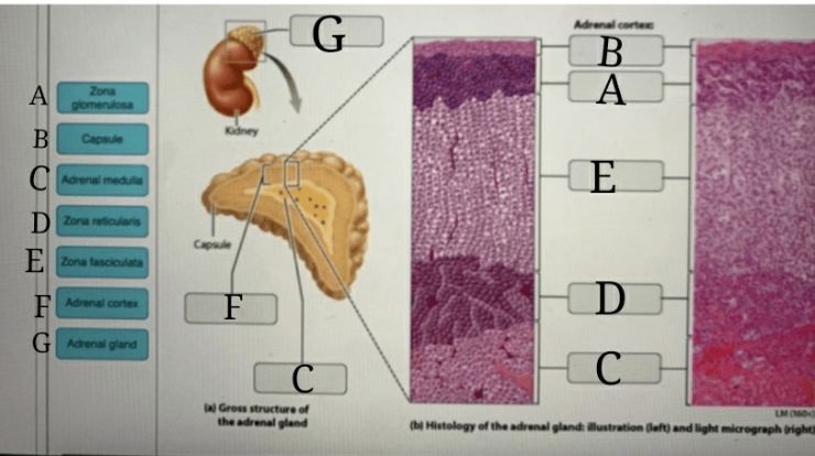 23 mastering chapter digestive system notecards easy easynotecards