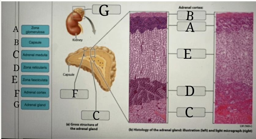 23 mastering chapter digestive system notecards easy easynotecards