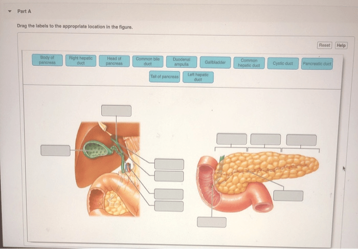 Art-labeling activity: anatomy and histology of the pancreas